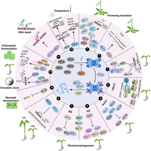 The dual-action mechanism of Arabidopsis cryptochromes