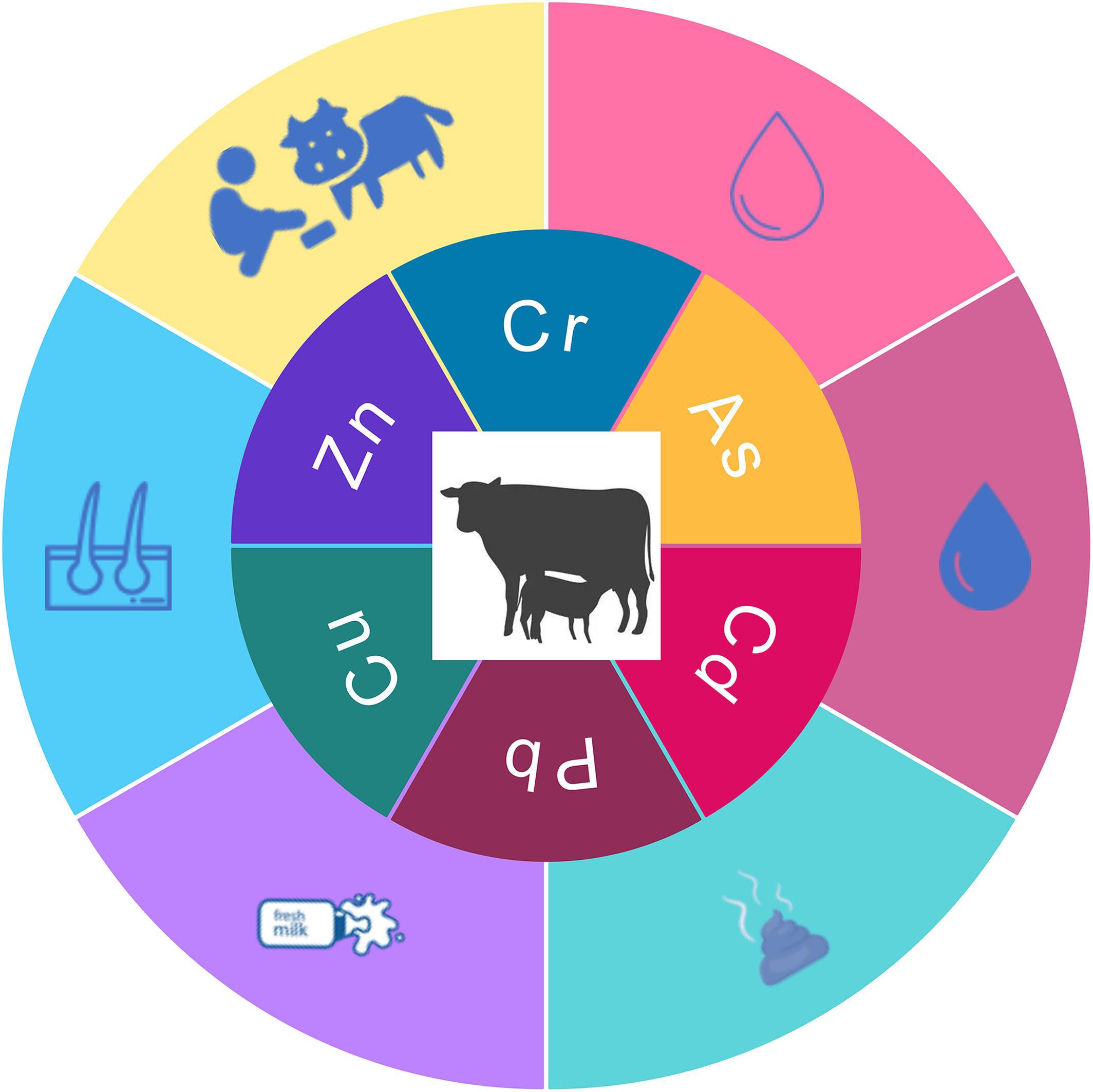 Heavy metal levels in the dairy production chain in China