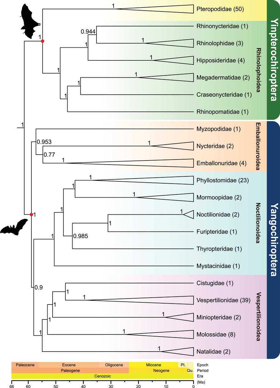 A molecular phylogeny for all 21 families within Chiroptera (bats)