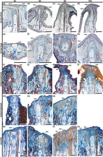 Tail regeneration at different ontogenetic stages of the tiger salamander Ambystoma tigrinum suggests possible changes in regeneration between larval and metamorphic individuals