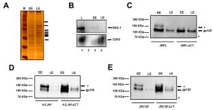 Kennedy Epitope (KE)-dependent Retrograde Transport of Efficiently Cleaved HIV-1 Envelopes (Envs) and its Effect on Env Cell Surface Expression and Viral Particle Formation