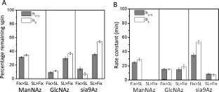 Spin-Labeling Insights into How Chemical Fixation Impacts Glycan Organization on Cells