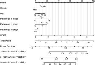 Promoting effect and immunologic role of secretogranin II on bladder cancer progression via regulating MAPK and NF-κB pathways