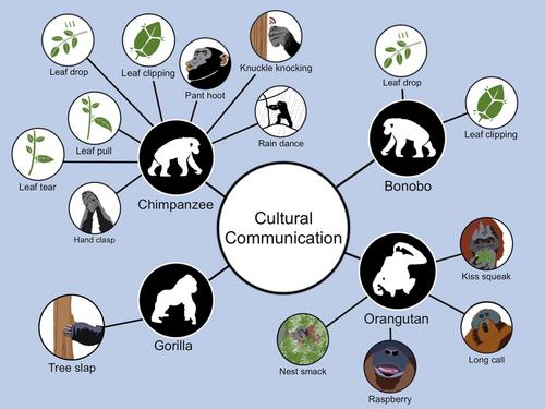 What we know and don't know about great ape cultural communication in the wild