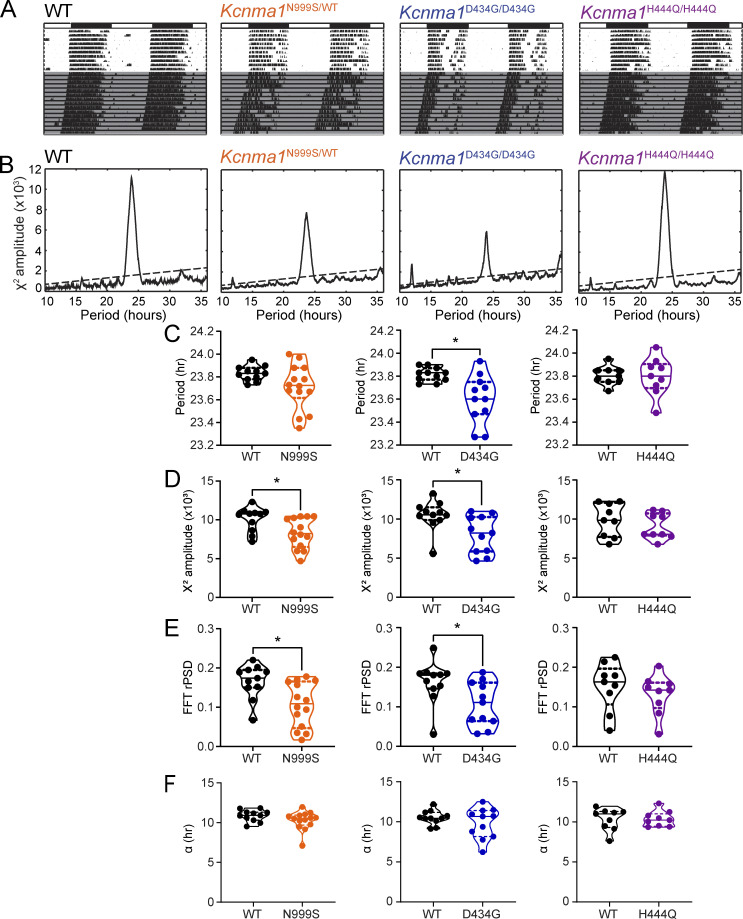 Disease-associated KCNMA1 variants decrease circadian clock robustness in channelopathy mouse models.