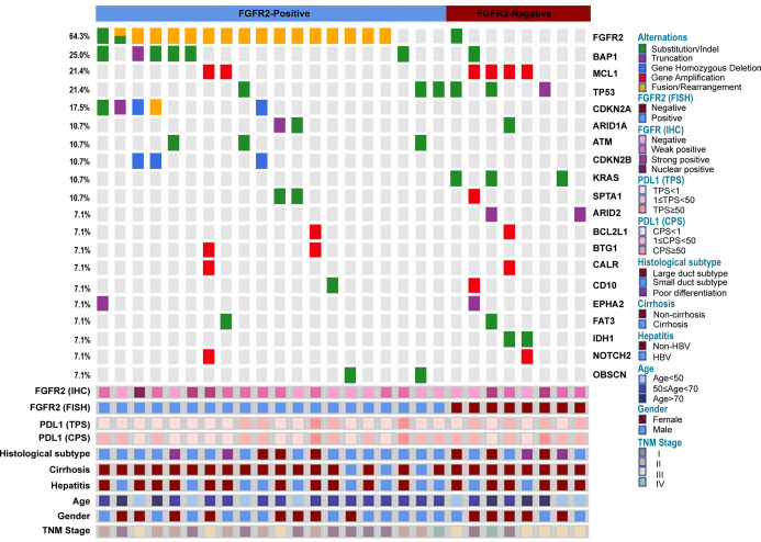 Molecular Detection of <i>FGFR2</i> Rearrangements in Resected Intrahepatic Cholangiocarcinomas: FISH Could Be An Ideal Method in Patients with Histological Small Duct Subtype.