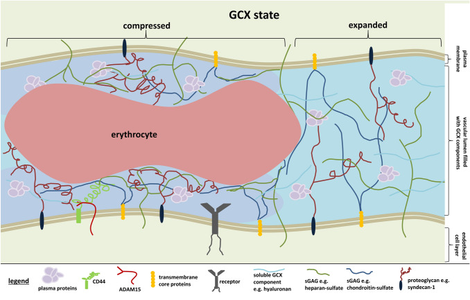 The dynamics of the endothelial glycocalyx: a rare snapshot by electron microscopy