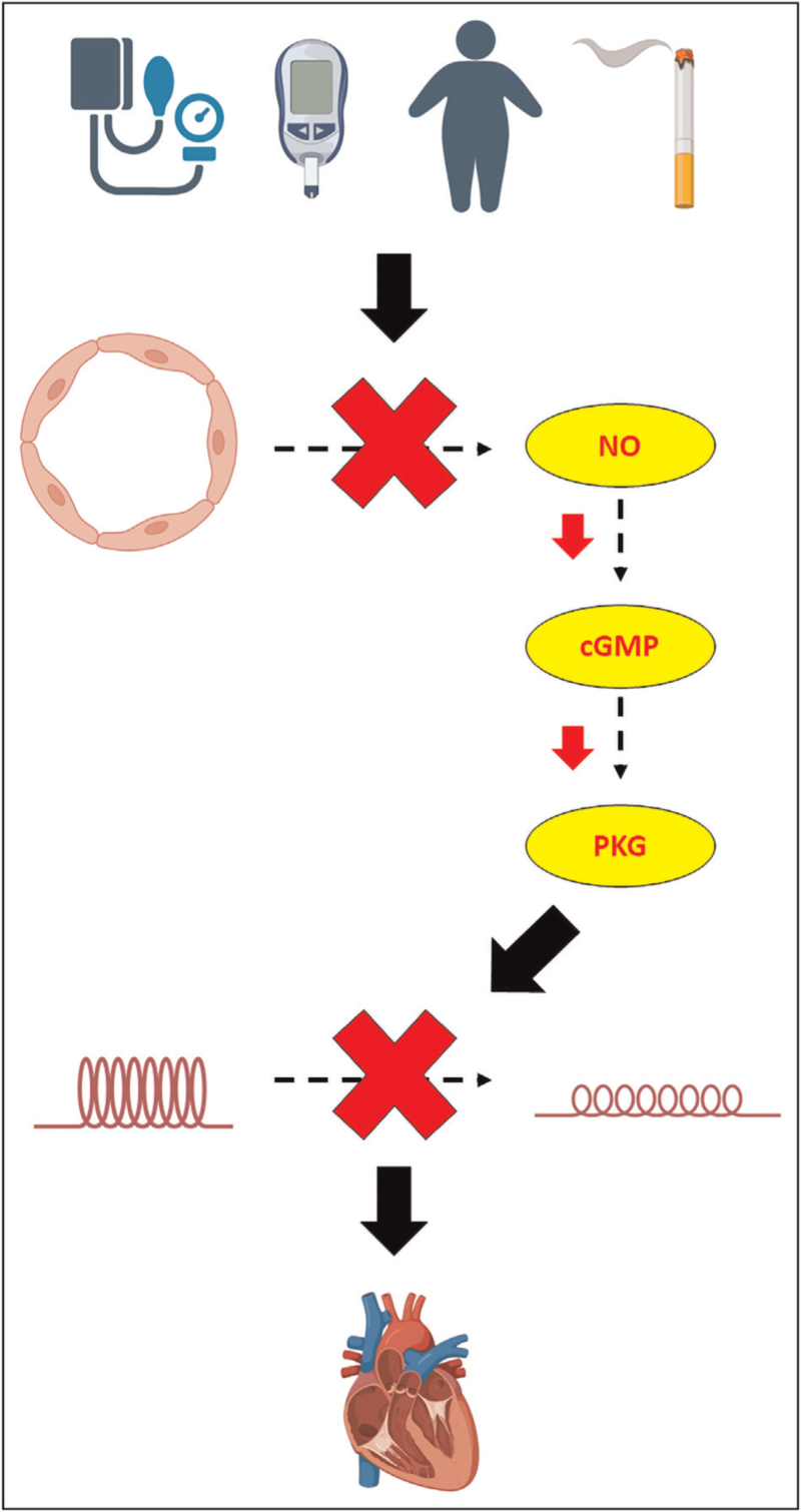 Coronary microvascular dysfunction and heart failure with preserved ejection fraction: what are the mechanistic links?