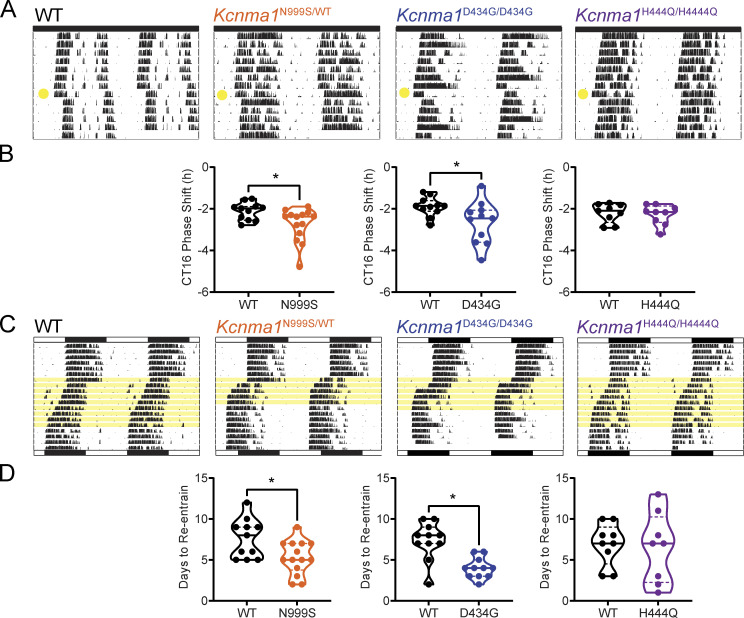 Disease-associated KCNMA1 variants decrease circadian clock robustness in channelopathy mouse models.