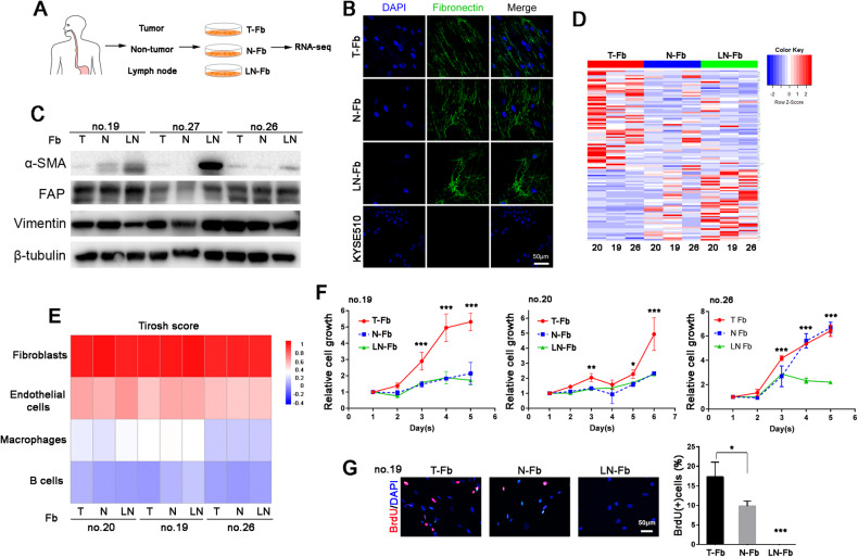 Fibroblasts in metastatic lymph nodes confer cisplatin resistance to ESCC tumor cells via PI16.