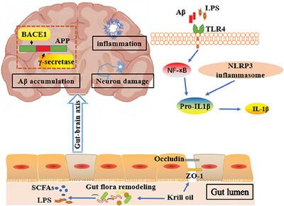 Long-Term Krill Oil Administration Alleviated Early Mild Cognitive Impairment in APP/PS1 Mice