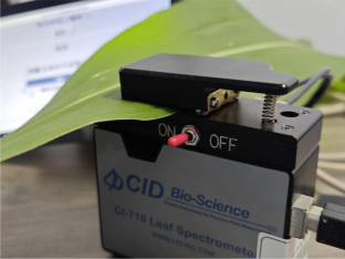 Spectroscopic determination of chlorophyll content in sugarcane leaves for drought stress detection