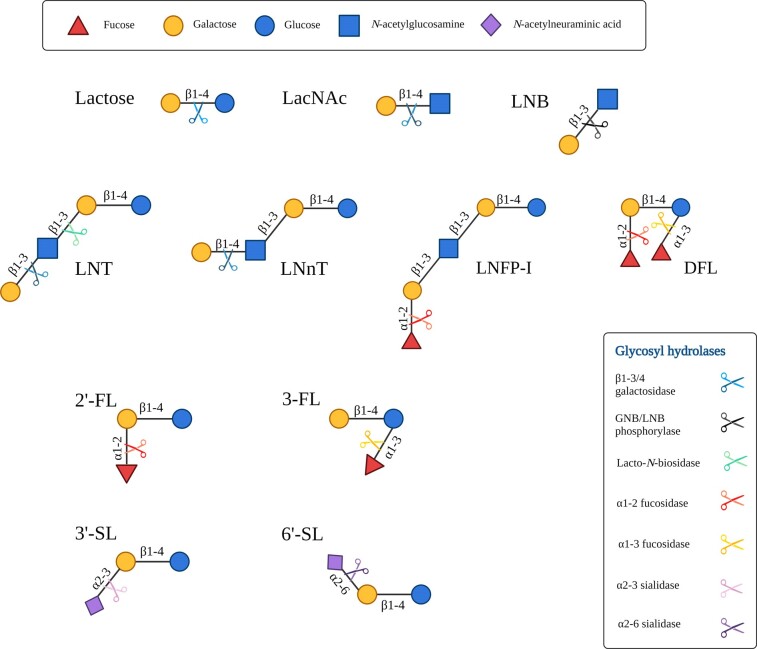 Molecular strategies for the utilisation of human milk oligosaccharides by infant gut-associated bacteria.