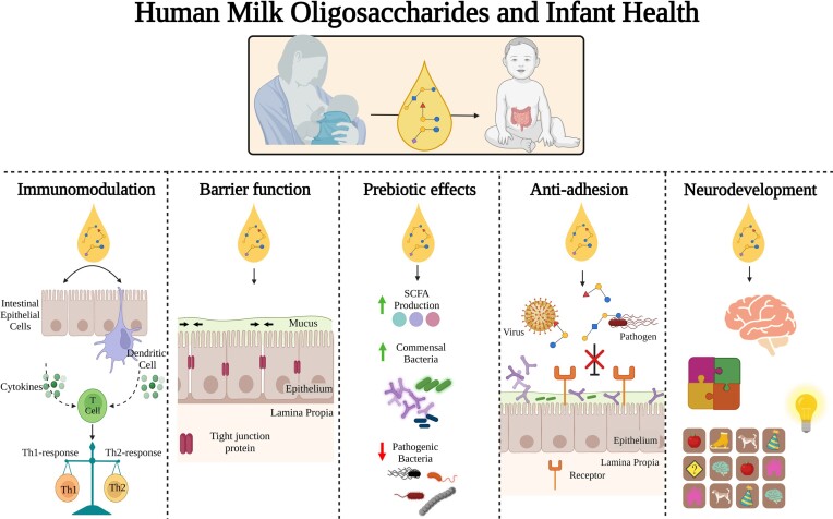 Molecular strategies for the utilisation of human milk oligosaccharides by infant gut-associated bacteria.