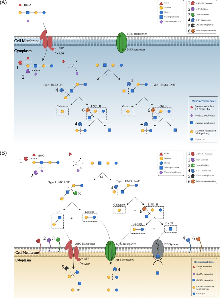 Molecular strategies for the utilisation of human milk oligosaccharides by infant gut-associated bacteria.