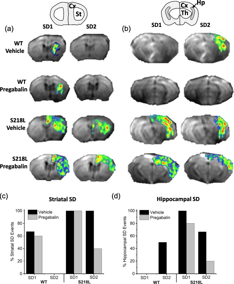 Chronic pregabalin treatment protects against spreading depolarization and alters hippocampal synaptic characteristics in a model of familial hemiplegic migraine-type 1.