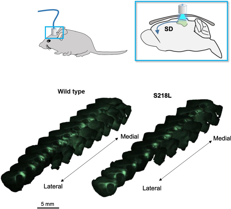 Chronic pregabalin treatment protects against spreading depolarization and alters hippocampal synaptic characteristics in a model of familial hemiplegic migraine-type 1.