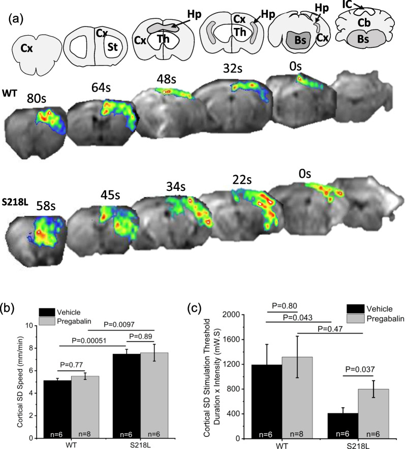 Chronic pregabalin treatment protects against spreading depolarization and alters hippocampal synaptic characteristics in a model of familial hemiplegic migraine-type 1.