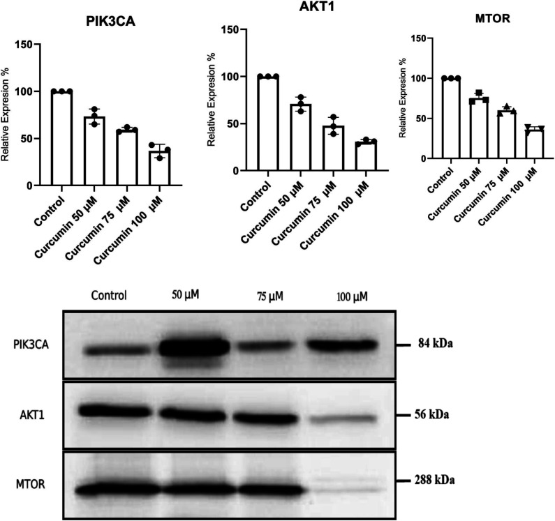 Curcumin's Dose-Dependent Attenuation of Gastric Cancer Cell Progression Via the PI3K Pathway Blockade.