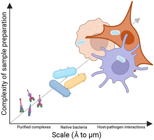 Caught in the act: In situ visualization of bacterial secretion systems by cryo-electron tomography.