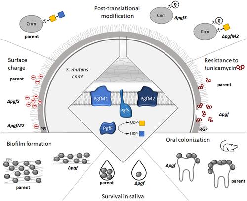 Post-translational modification by the Pgf glycosylation machinery modulates Streptococcus mutans OMZ175 physiology and virulence.