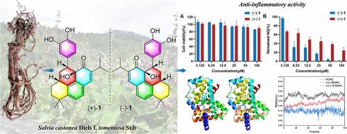 (±)-Salvicatone A: A Pair of C<sub>27</sub>-Meroterpenoid Enantiomers with Skeletons from the Roots and Rhizomes of <i>Salvia castanea</i> Diels f. <i>tomentosa</i> Stib.