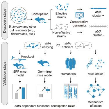 A key genetic factor governing arabinan utilization in the gut microbiome alleviates constipation.