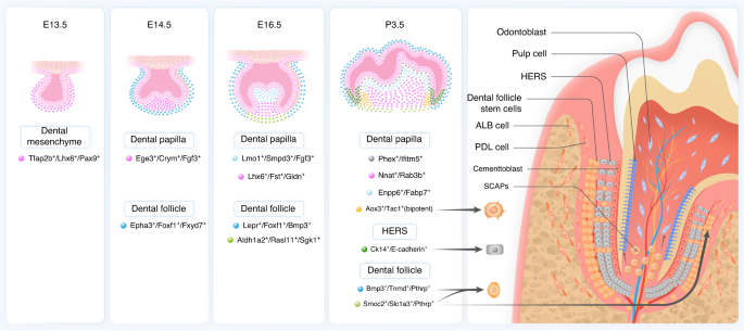 Spatiotemporal cellular dynamics and molecular regulation of tooth root ontogeny.