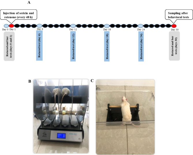 Sericin alleviates motor dysfunction by modulating inflammation and TrkB/BDNF signaling pathway in the rotenone-induced Parkinson's disease model.