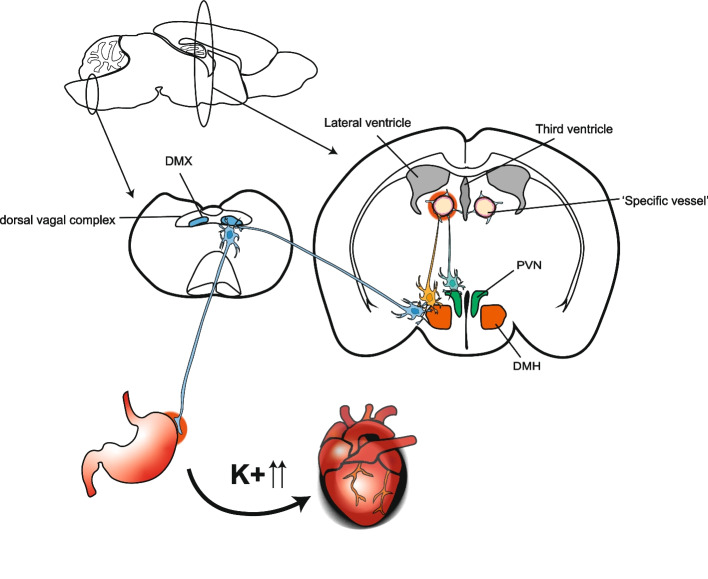 Gateway reflexes describe novel neuro-immune communications that establish immune cell gateways at specific vessels.