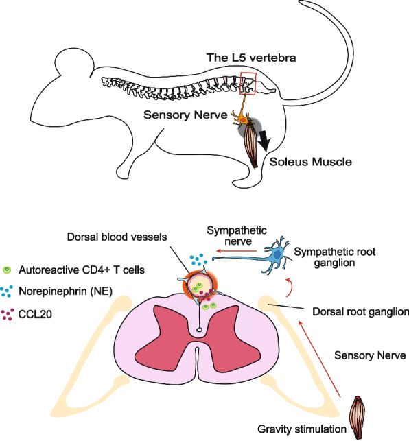 Gateway reflexes describe novel neuro-immune communications that establish immune cell gateways at specific vessels.