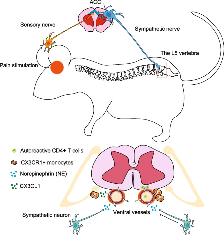 Gateway reflexes describe novel neuro-immune communications that establish immune cell gateways at specific vessels.