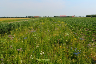 People’s appreciation of colorful field margins in intensively used arable landscapes and the conservation of plants and invertebrates