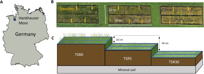 Topsoil removal for Sphagnum establishment on rewetted agricultural bogs