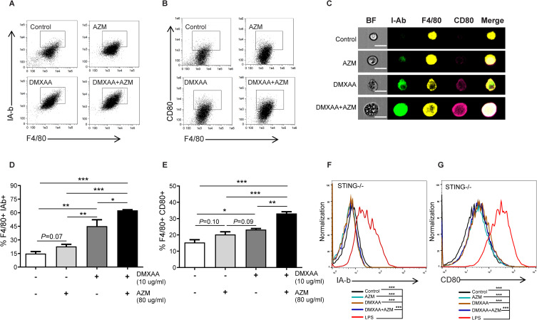 Synergistic Effects of Azithromycin and STING Agonist Promote IFN-I Production by Enhancing the Activation of STING-TBK1 Signaling.