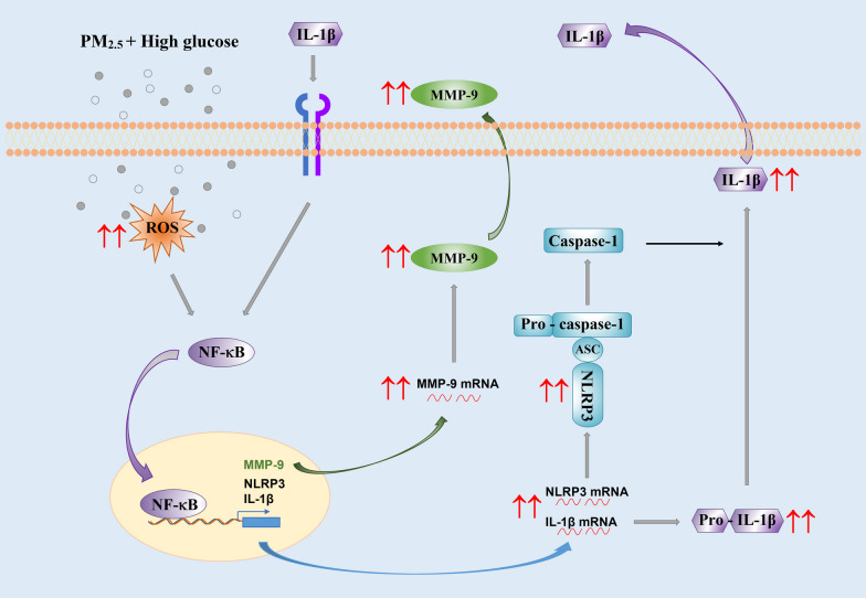 High glucose enhances the activation of NLRP3 inflammasome by ambient fine particulate matter in alveolar macrophages.