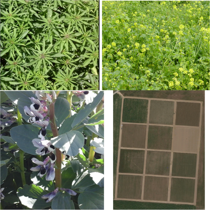 Pesticide-free arable cropping systems: performances, learnings, and technical lock-ins from a French long-term field trial