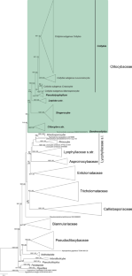 Systematic arrangement within the family Clitocybaceae (Tricholomatineae, Agaricales): phylogenetic and phylogenomic evidence, morphological data and muscarine-producing innovation