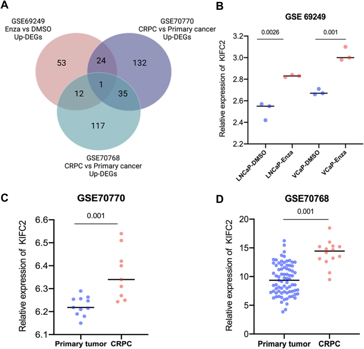 The kinesin-14 family motor protein KIFC2 promotes prostate cancer progression by regulating p65.