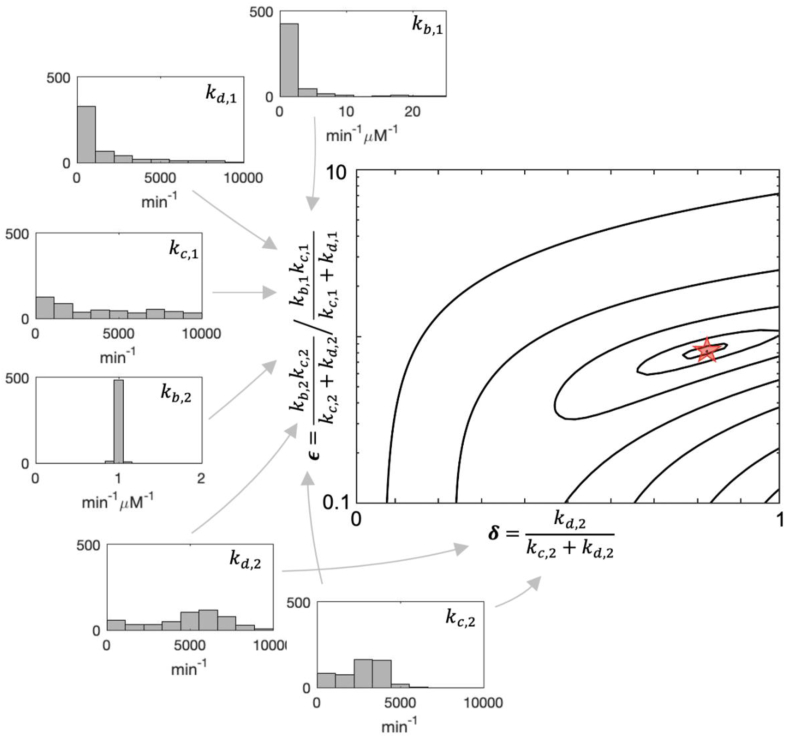 Phase plane dynamics of ERK phosphorylation.