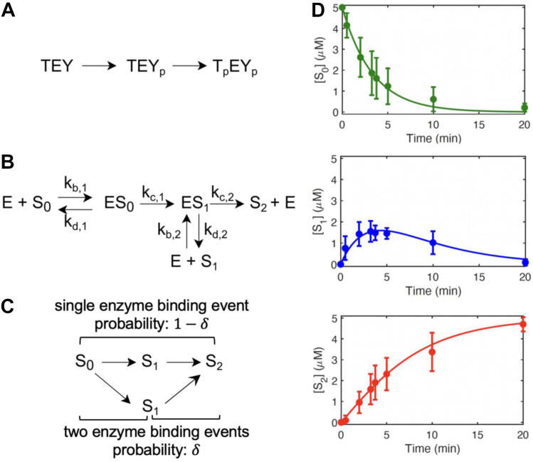 Phase plane dynamics of ERK phosphorylation.