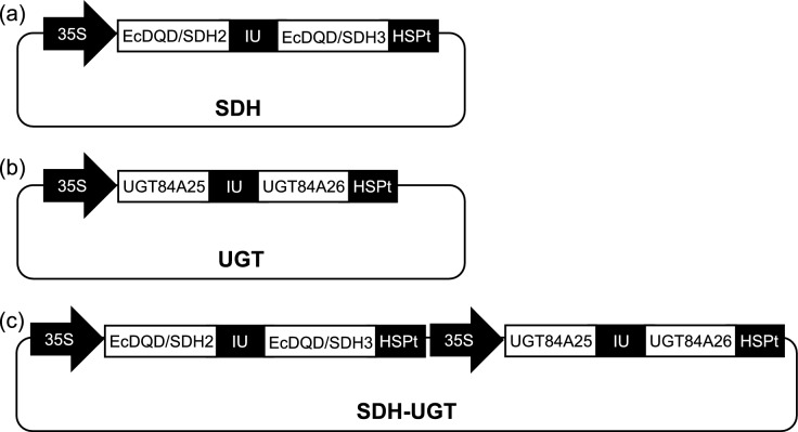 Heterologous gene expression system for the production of hydrolyzable tannin intermediates in herbaceous model plants.