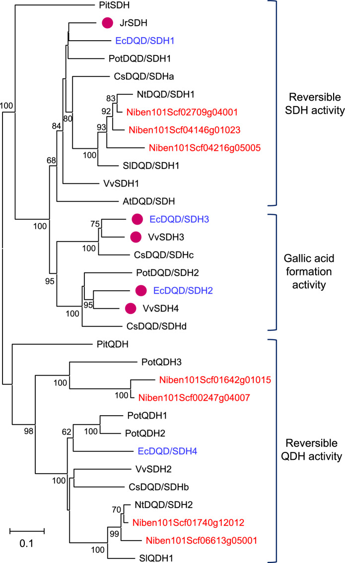 Heterologous gene expression system for the production of hydrolyzable tannin intermediates in herbaceous model plants.