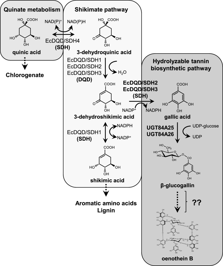 Heterologous gene expression system for the production of hydrolyzable tannin intermediates in herbaceous model plants.