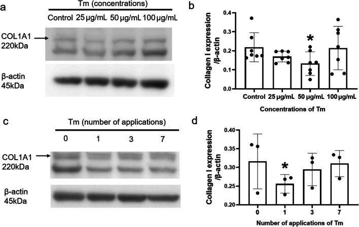 Establishment of a novel ER-stress induced myopia model in mice.