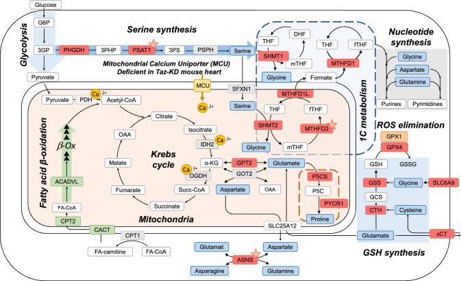 Activation of the integrated stress response rewires cardiac metabolism in Barth syndrome.