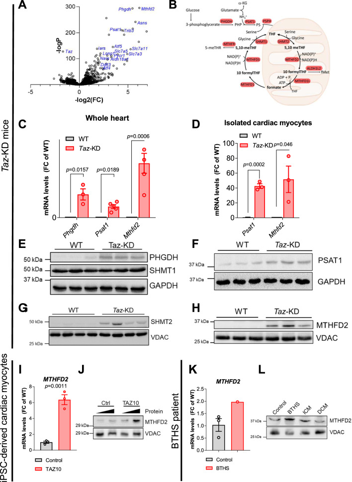 Activation of the integrated stress response rewires cardiac metabolism in Barth syndrome.