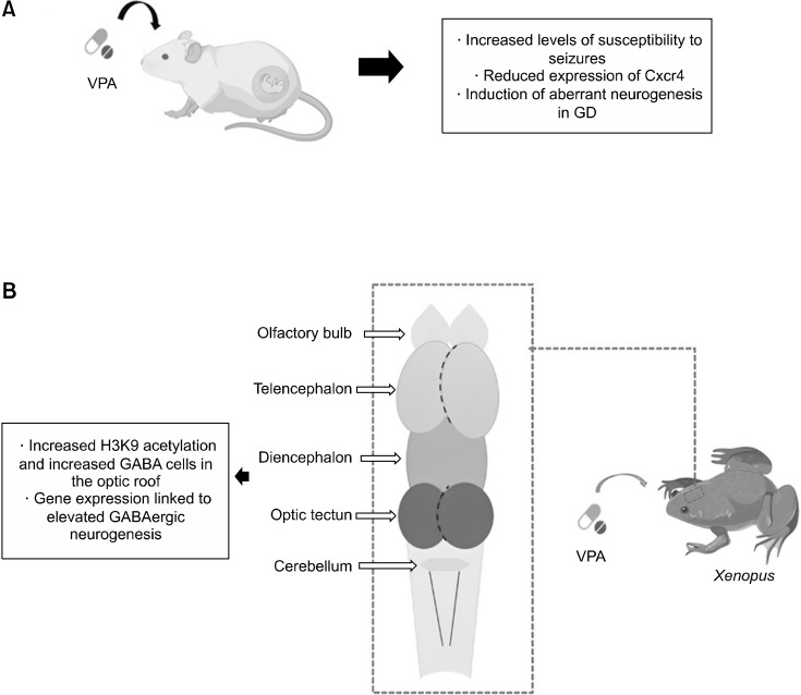 Brain Neuroplasticity after Treatment with Antiseizure: A Review.