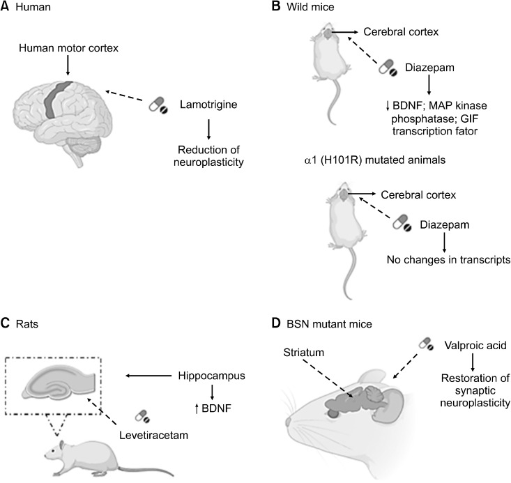 Brain Neuroplasticity after Treatment with Antiseizure: A Review.