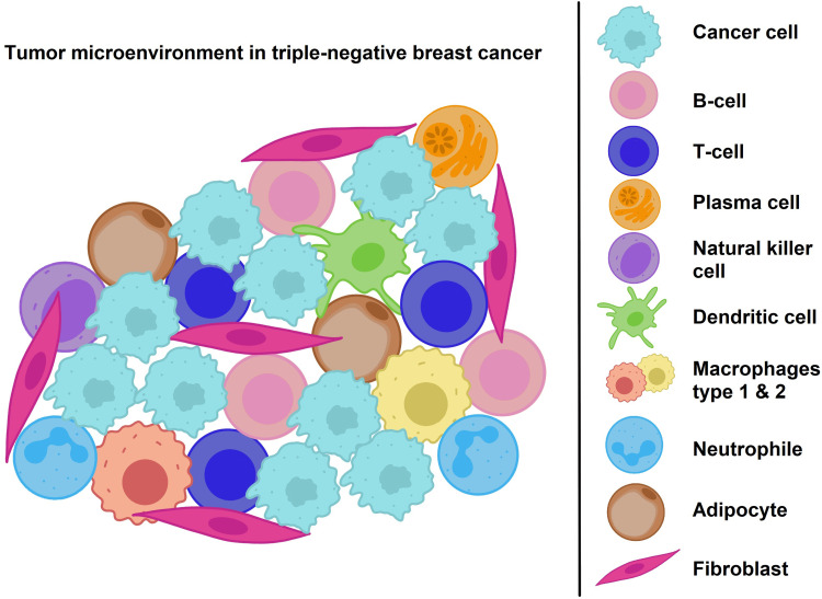 Advances in Tumour-Infiltrating Lymphocytes for Triple-Negative Breast Cancer Management.